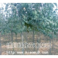 供應(yīng)大葉女貞，大葉女貞價(jià)格，大葉女貞基地，潢川大葉女貞價(jià)格