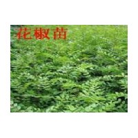 山西運(yùn)城花椒苗 大紅袍花椒苗 兩年生大紅袍花椒苗
