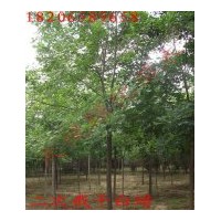 供應(yīng)白蠟，速生白蠟，白蠟樹，惠民白蠟