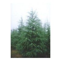 南京雪松、玉蘭、蜀檜、龍柏、大葉女貞、紫薇、紫葉李、法桐、樸