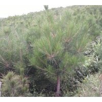 供應(yīng)油松 云杉銷售樟子松 國槐 柳樹 榆樹 刺槐 新疆楊