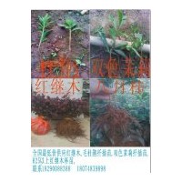 大量供應(yīng)各種扦插苗，桂花樹(shù)等，全國(guó)發(fā)貨，淘寶交易，安全無(wú)憂