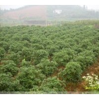 湖南桂花