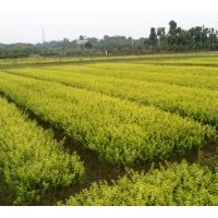 供應(yīng)湖南苗木金葉女貞、小葉女貞、大葉女貞