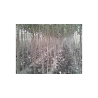 出售3-8公分速生楊山西運(yùn)城廣源苗圃有售