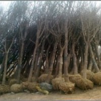 槐樹/國(guó)槐苗木/白蠟樹/國(guó)槐種植