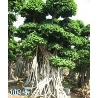供應小葉榕綠化苗
