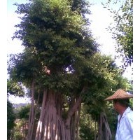 長期大量供應各規(guī)格的小葉榕地苗，移植苗，微型小葉榕盆景
