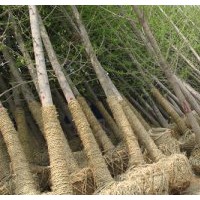 長(zhǎng)期大量低價(jià)供應(yīng)銀杏