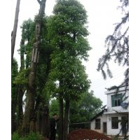 供應(yīng)15-50公分香泡樹(shù)