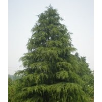 長期供應(yīng)南京信誠雪松