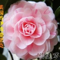 批發(fā)銷(xiāo)售-茶花精品-喬伊肯德里克茶花-萬(wàn)芳園藝