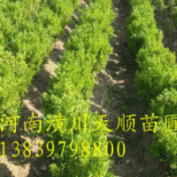 豆瓣黃楊，豆瓣黃楊價(jià)格，豆瓣黃楊，潢川豆瓣黃楊，河南豆瓣
