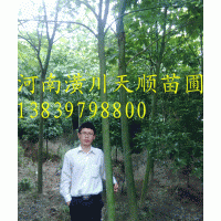 青桐 低價(jià)處理青桐