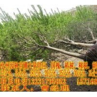 大量供應國槐 歡迎購買