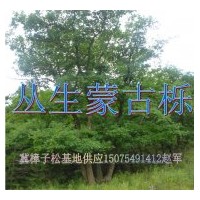 供應(yīng)蒙古櫟，叢生蒙古櫟