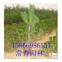 供應(yīng)銷售【油松小苗，油松容器苗】