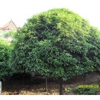 供應(yīng)桂花.香樟.羅汗松.廣玉蘭.樂昌含笑.蚊姆.杜鵑.紅花繼木.黃楊