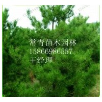 供應(yīng)銷售黑松苗，黑松苗木