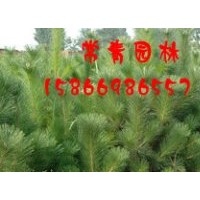 供應(yīng)銷售20-40公分油松苗，油松苗木