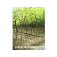 供應河北金葉槐 河北金枝槐
