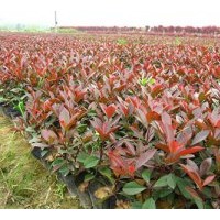 供應(yīng)紅葉石楠（容器苗）500萬(wàn)