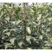 供應(yīng)各種規(guī)格實生，嫁接成品的果樹苗木