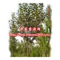供應(yīng)綠化苗木柿樹(shù)