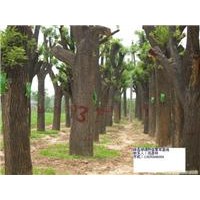 供應(yīng)國槐 40公分國槐