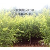 供應(yīng)；金葉榆、金葉槐、香花槐、嫁接垂柳、白蠟、電話1375452904