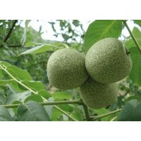 賣核桃樹，供應(yīng)核桃樹