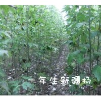 長年供應(yīng)新疆楊、漳河柳垂柳、國槐、油松