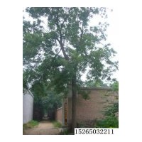 本基地常年供應國槐，青桐，法桐，合歡，白蠟，千頭春