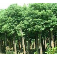 供應(yīng)桂花，丹桂，金桂花，香樟，廣玉蘭
