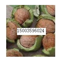 供應(yīng)青皮核桃 白皮松籽