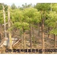 國槐基地直供國槐