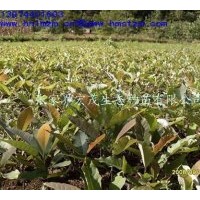 供應(yīng)厚樸苗木，厚樸，赤樸，烈樸，川樸