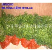 供應(yīng)羅漢松苗，羅漢松種子，造型樹羅漢松