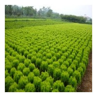 供應(yīng)松類(lèi)： 雪松、龍柏 蜀檜、灑金柏、地柏、黑松