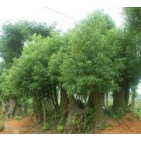 綠色環(huán)衛(wèi)者---香樟
