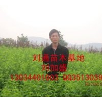 供應(yīng)南方果樹苗