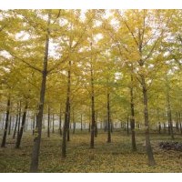 低價1-80CM供應(yīng)銀杏樹
