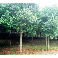 供應(yīng)大葉女貞 國(guó)槐、欒樹、白玉蘭、紫玉蘭、黃玉蘭、廣玉蘭、櫻