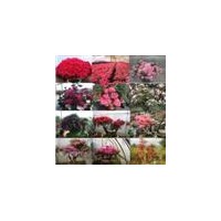 福建紅豆杉、杜鵑花、赤丹茶花、竹柏、羅漢松、四季金邊桂花