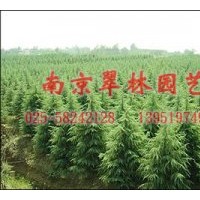 供應(yīng)雪松，蜀檜（檜柏），廣玉蘭，白玉蘭，紅玉蘭，紅葉石楠