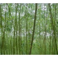 供應(yīng)美國竹柳