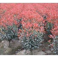 供應(yīng)紅葉石楠，彩葉先鋒