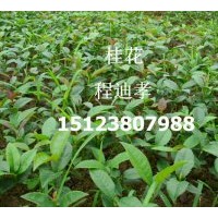 低價供應(yīng)500萬桂花苗（金桂）