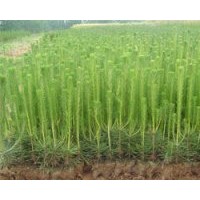 供應(yīng)刺槐苗，黃連木苗，山桃苗，山杏苗
