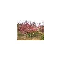 肥西劉灣苗圃紅綠梅、臘梅、春梅